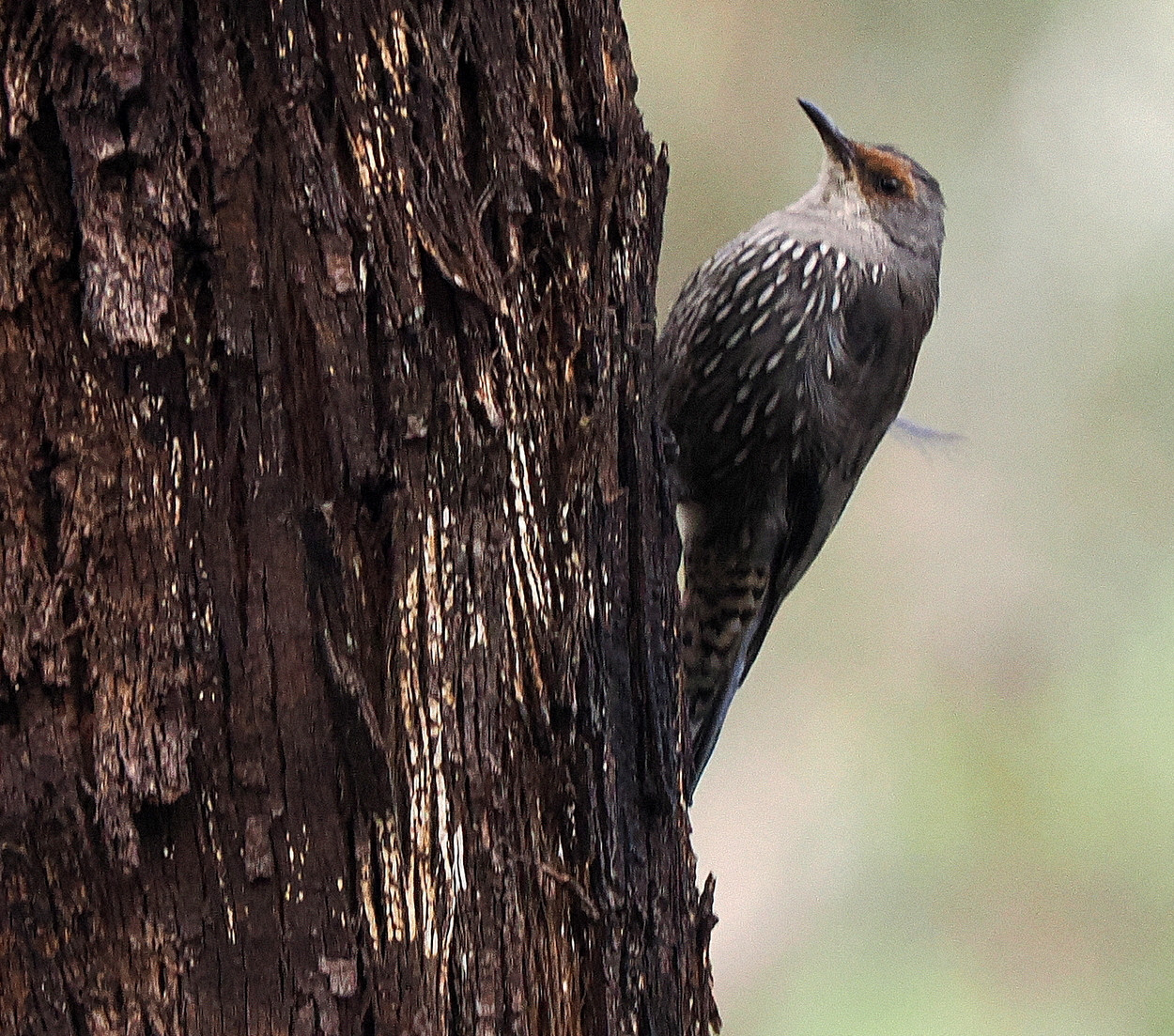image Red-browed Treecreeper